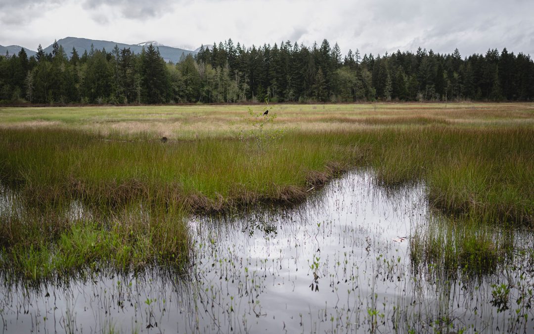 Wetlands as Infrastructure